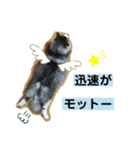 猫夢10（個別スタンプ：3）