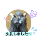 猫夢10（個別スタンプ：4）