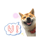柴犬（日常で使えそうじゃん？？）（個別スタンプ：1）