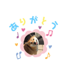 柴犬（日常で使えそうじゃん？？）（個別スタンプ：2）