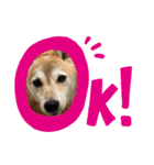 柴犬（日常で使えそうじゃん？？）（個別スタンプ：3）