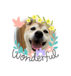 柴犬（日常で使えそうじゃん？？）（個別スタンプ：5）