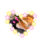 柴犬（日常で使えそうじゃん？？）（個別スタンプ：6）