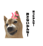 柴犬（日常で使えそうじゃん？？）（個別スタンプ：7）