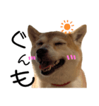 柴犬（日常で使えそうじゃん？？）（個別スタンプ：8）