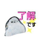 シマエナガ挨拶ことば（個別スタンプ：4）