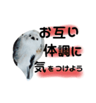 シマエナガ挨拶ことば（個別スタンプ：8）