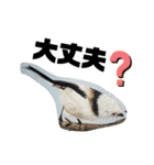 シマエナガ挨拶ことば（個別スタンプ：21）