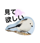 シマエナガ挨拶ことば（個別スタンプ：26）