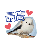 シマエナガ挨拶ことば（個別スタンプ：28）