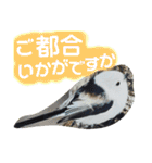 シマエナガ挨拶ことば（個別スタンプ：31）