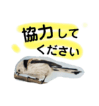 シマエナガ挨拶ことば（個別スタンプ：32）