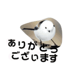 シマエナガ挨拶ことば（個別スタンプ：36）