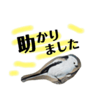 シマエナガ挨拶ことば（個別スタンプ：37）