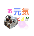 シマエナガ挨拶ことば（個別スタンプ：40）