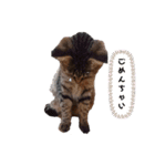 キジトラピンクちゃん（個別スタンプ：4）