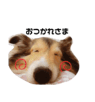 シェルティのいる暮らし（個別スタンプ：8）
