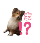 シェルティのいる暮らし（個別スタンプ：10）