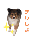 シェルティのいる暮らし（個別スタンプ：25）