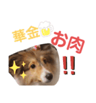 シェルティのいる暮らし（個別スタンプ：30）