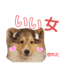 シェルティのいる暮らし（個別スタンプ：31）