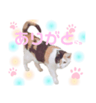 みけちゃんスタンプ♪（個別スタンプ：2）