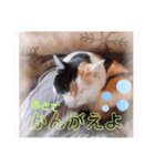 みけちゃんスタンプ♪（個別スタンプ：3）