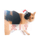 みけちゃんスタンプ♪（個別スタンプ：6）