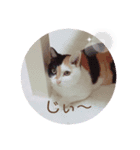 みけちゃんスタンプ♪（個別スタンプ：7）