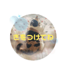 みけちゃんスタンプ♪（個別スタンプ：8）