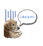 いぬの日常 ゴールデン②（個別スタンプ：4）