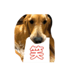 いぬの日常 ゴールデン②（個別スタンプ：5）