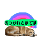 いぬの日常 ゴールデン②（個別スタンプ：9）