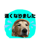 いぬの日常 ゴールデン②（個別スタンプ：12）