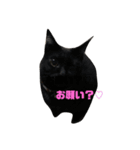 ちゃぶとこんぶのスタンプ（個別スタンプ：3）