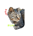 ちゃぶとこんぶのスタンプ（個別スタンプ：12）