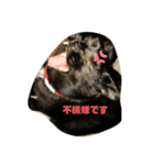 ちゃぶとこんぶのスタンプ（個別スタンプ：16）