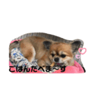 かわいい❤️こまのスタンプ❤️❤️（個別スタンプ：3）