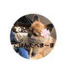 かわいい❤️こまのスタンプ❤️❤️（個別スタンプ：10）