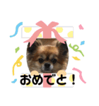 かわいい❤️こまのスタンプ❤️❤️（個別スタンプ：15）