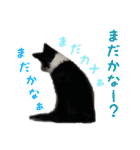 ボーダーコリー☆りんちゃん（個別スタンプ：5）