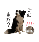 ボーダーコリー☆りんちゃん（個別スタンプ：7）