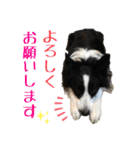 ボーダーコリー☆りんちゃん（個別スタンプ：11）
