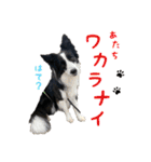 ボーダーコリー☆りんちゃん（個別スタンプ：13）