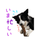 ボーダーコリー☆りんちゃん（個別スタンプ：15）