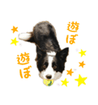 ボーダーコリー☆りんちゃん（個別スタンプ：17）