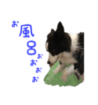 ボーダーコリー☆りんちゃん（個別スタンプ：18）