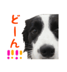 ボーダーコリー☆りんちゃん（個別スタンプ：24）