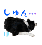 ボーダーコリー☆りんちゃん（個別スタンプ：28）