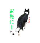 ボーダーコリー☆りんちゃん（個別スタンプ：31）
